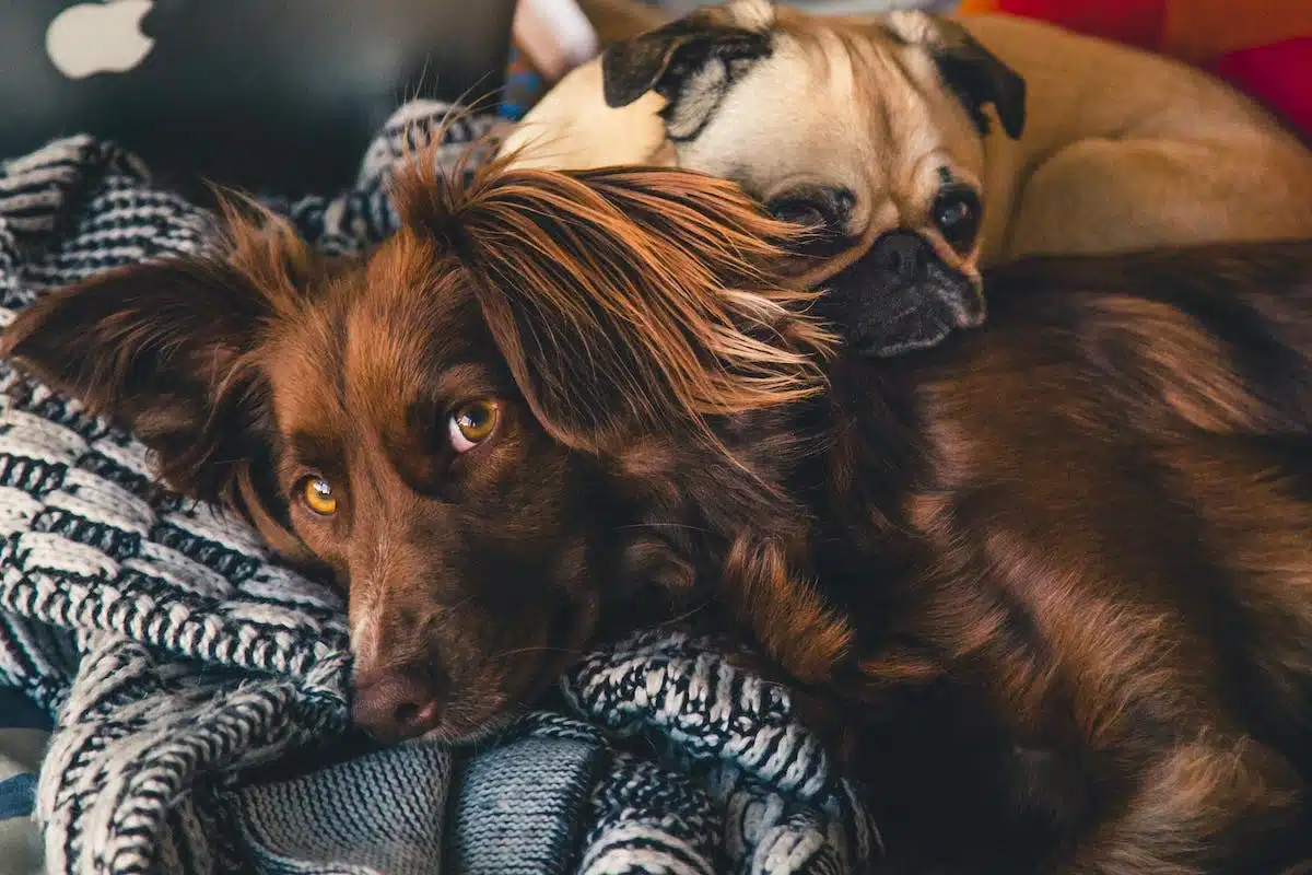famille  animal de compagnie