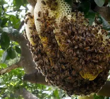 Comment se débarrasser d'un nid de guêpes dans un mur