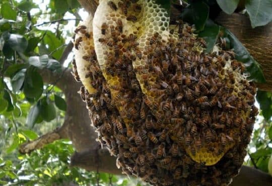 Comment se débarrasser d'un nid de guêpes dans un mur
