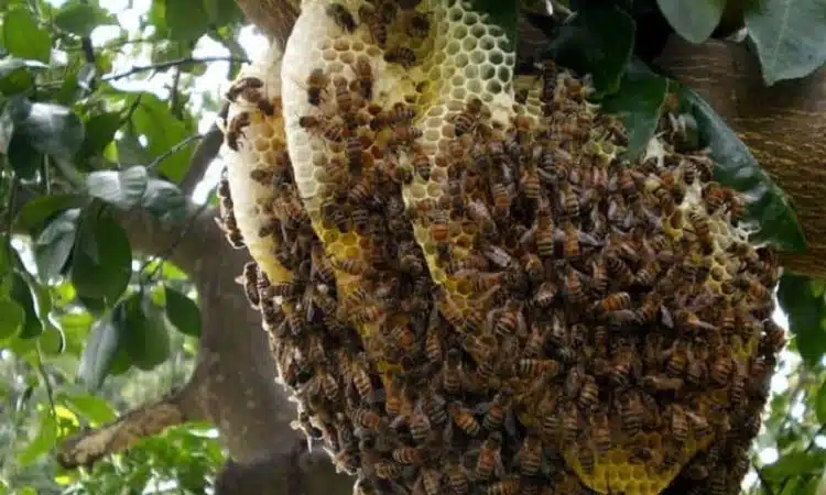 Comment se débarrasser d'un nid de guêpes dans un mur