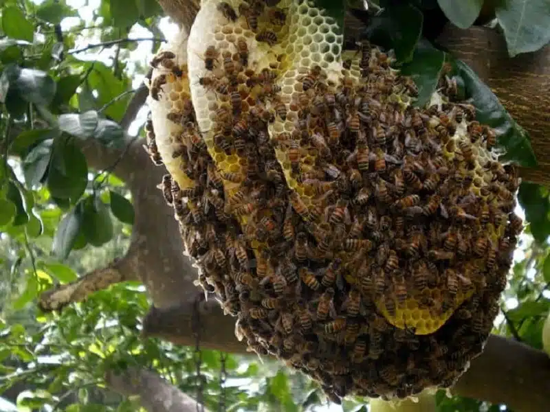 Comment se débarrasser d'un nid de guêpes dans un mur
